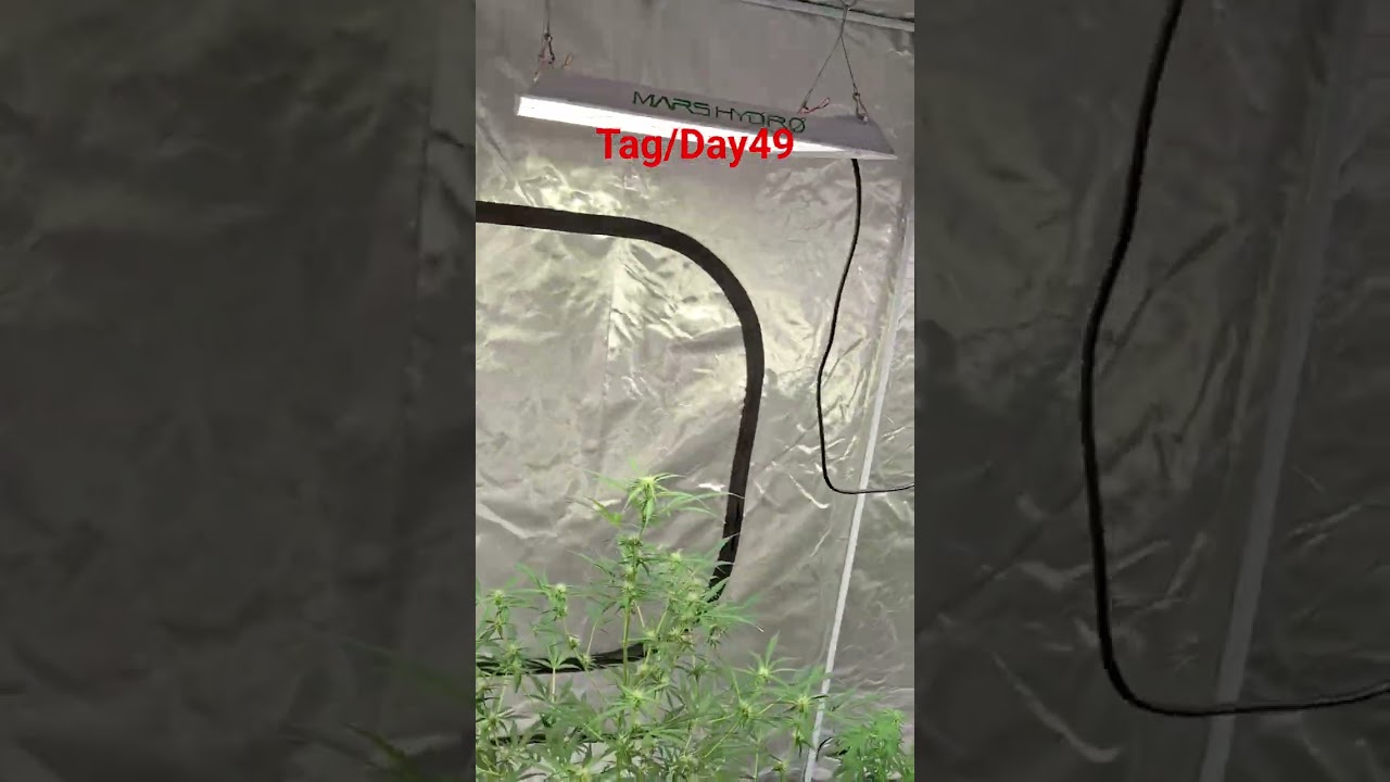 Homegrow Day49 #cannabisdaily #homegrown  #shorts #viral #420 #skunks #weed #tent #cannabis
