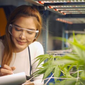 M State expands online cannabis career options - InForum