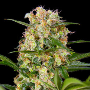 Tezla OG Feminized Grow Report