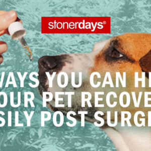 7 Ways You Can Help Your Pet Recover Easily Post Surgery