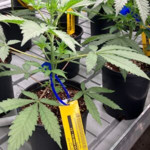 Here is where Alabama’s first 12 medical marijuana dispensaries are planned