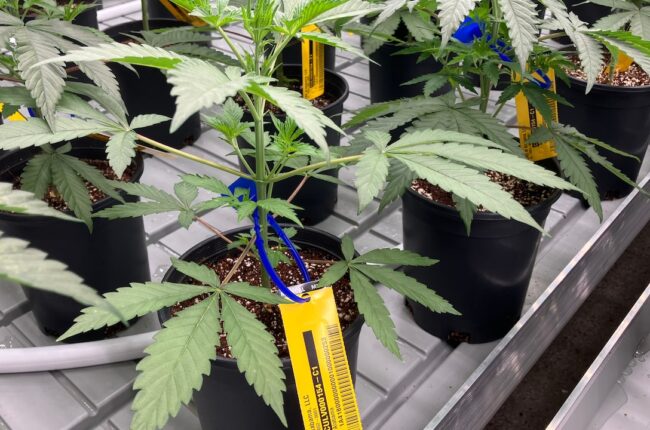 Here is where Alabama’s first 12 medical marijuana dispensaries are planned