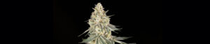 Cereal Killa Feminized Grow Report