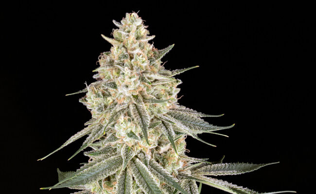 Cereal Killa Feminized Grow Report