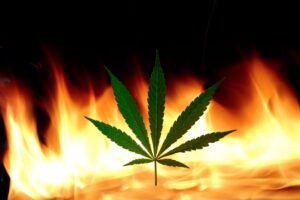 Firefighters Discover Cannabis Grow Operation at Sun Valley Fire Site