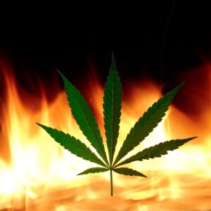 Firefighters Discover Cannabis Grow Operation at Sun Valley Fire Site