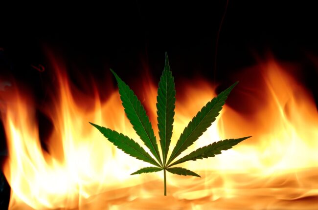 Firefighters Discover Cannabis Grow Operation at Sun Valley Fire Site