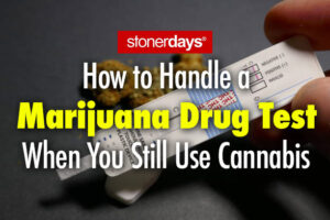 How to Handle a Marijuana Drug Test When You Still Use Cannabis