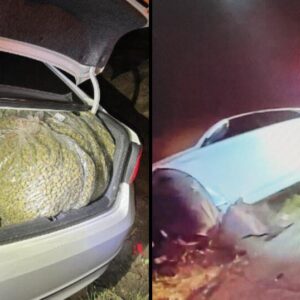 Cannabis heist in California's Monterey County busted by deputies; 9 arrested