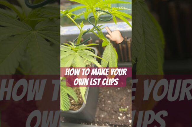 How to make your own LST Clips Tutorial #420 #lowstress #crazybud