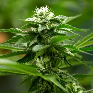 Column: Is the federal government finally transcending its 'Reefer Madness' view of cannabis?