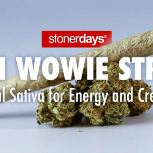 Maui Wowie Strain: Tropical Sativa for Energy and Creativity