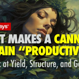 What Makes a Cannabis Strain “Productive”? A Look at Yield, Structure, and Genetics