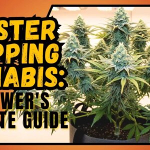 Monster Cropping Cannabis: A Grower's Complete Guide