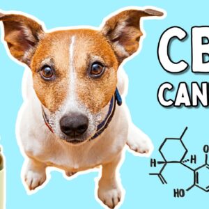 CBD, Cannabis and Your Dog: Everything You Need to Know (vet explains)
