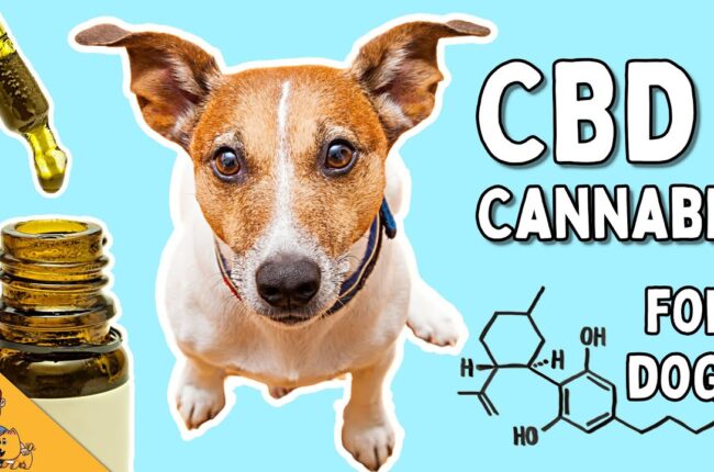 CBD, Cannabis and Your Dog: Everything You Need to Know (vet explains)