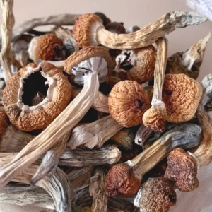 From Ritual to Routine: How People Use Mushrooms and Cannabis for Mindful Living