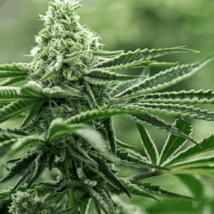 2025 Cannabis Sales In Connecticut Likely Lower Than 2024