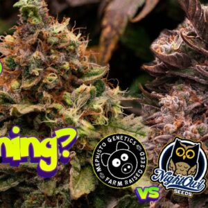 who is WINNING? - Mephisto vs Nightowl Seed to Harvest How to Grow Auto ep.7 #organic