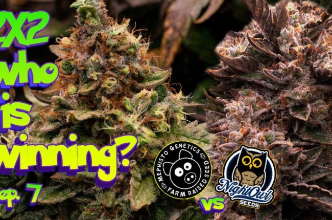 who is WINNING? - Mephisto vs Nightowl Seed to Harvest How to Grow Auto ep.7 #organic