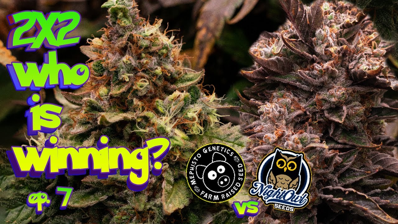 who is WINNING? - Mephisto vs Nightowl Seed to Harvest How to Grow Auto ep.7 #organic