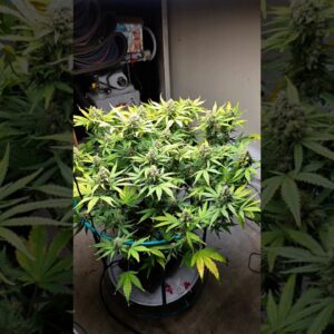 world's strongest autoflower for 2025 frostbanger from @FastBudsGenetics