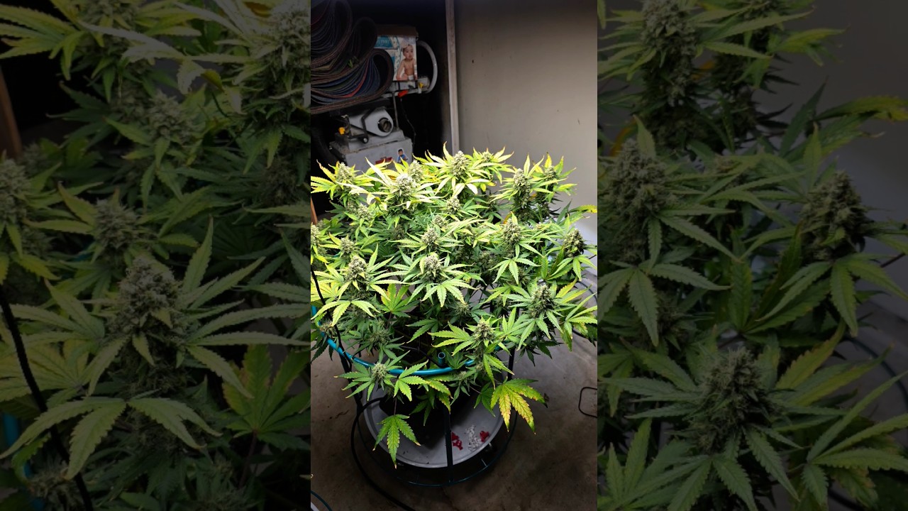 world's strongest autoflower for 2025 frostbanger from @FastBudsGenetics