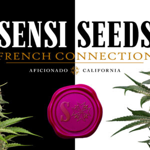 Sensi Seeds x Aficionado French Connection: Meet Leo Stone & Professor Q