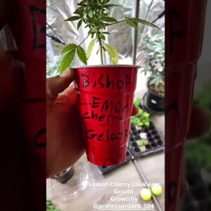 @FastBudsGenetics Lemon Cherry Cookies x Gelato (Solo Cup) #cannabiseducation #explore #fyp