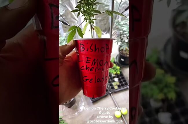 @FastBudsGenetics Lemon Cherry Cookies x Gelato (Solo Cup) #cannabiseducation #explore #fyp