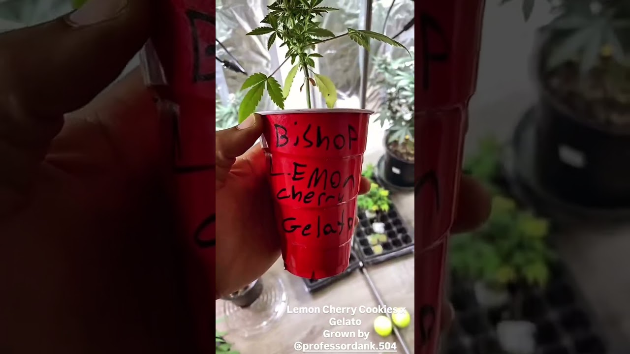 @FastBudsGenetics Lemon Cherry Cookies x Gelato (Solo Cup) #cannabiseducation #explore #fyp