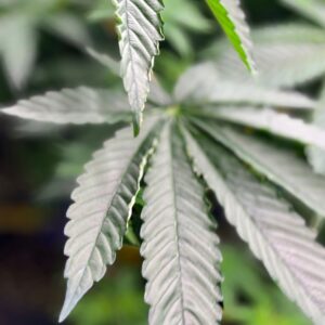 DC’s closure of 100th illegal marijuana operation marks milestone for city’s crackdown