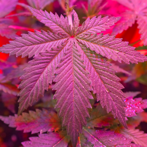 Trump Says He Bets Renee Good Was A ‘Wonderful Person,’ But Her ‘Actions Were Pretty Tough’