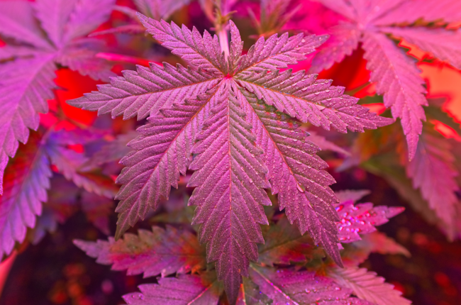 Trump Says He Bets Renee Good Was A ‘Wonderful Person,’ But Her ‘Actions Were Pretty Tough’