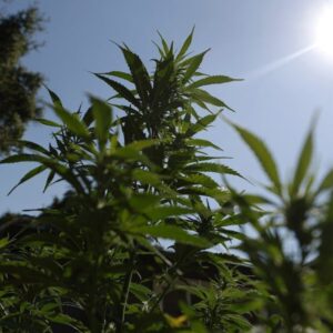 Cannabis Reclassification Could Finally End The Industry’s Financial Exile