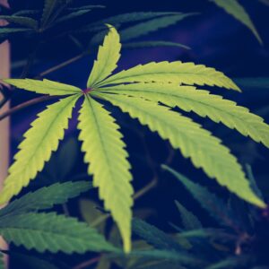 New Virginia Bill Would Legalize Recreational Marijuana Sales And Increase Possession Limit