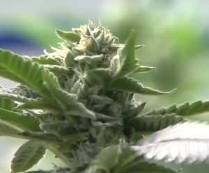 The state of Michigan is counting on a robust cannabis industry to fix our roads, taxing weed sales at a rate of 40%