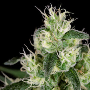 Tangerine Sugar Feminized Grow Report