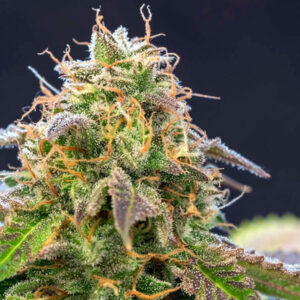 Delta-3 Carene: The Terpene That Promotes Healthy Bones (& Dry Mouth)