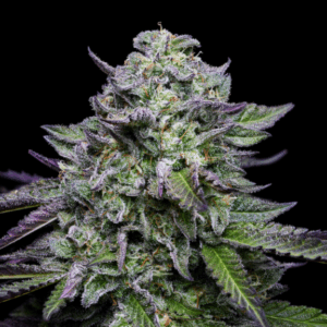 The winning strains from Humboldt Seed Company’s latest pheno hunt