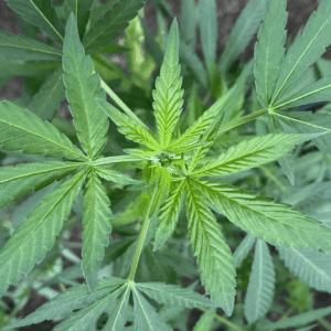 Trump's Marijuana Rescheduling Move Could Boost South Carolina Medical Cannabis Bill, GOP Lawmaker Says