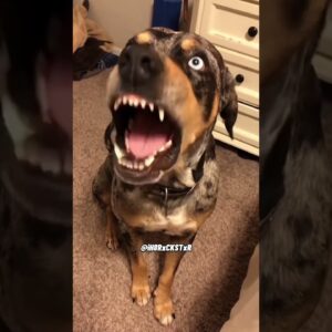 Dog Talking Back! - RxCKSTxR Comedy Voiceover!