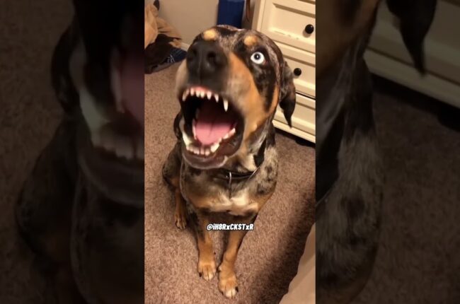 Dog Talking Back! - RxCKSTxR Comedy Voiceover!