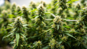 New York’s Pot Shops Boom: What It Means for You