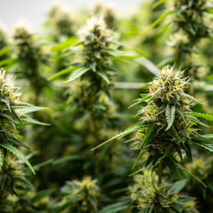 New York’s Pot Shops Boom: What It Means for You