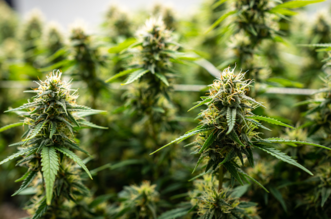 New York’s Pot Shops Boom: What It Means for You