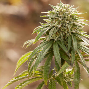 New Florida Bill Would Legalize Recreational Marijuana And End 'Monopolies' In Medical Cannabis With Expanded Business Licensing