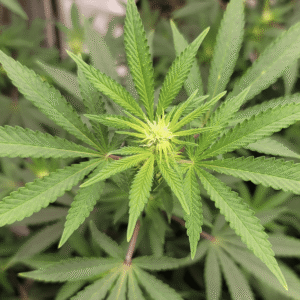 Virginia House And Senate Lawmakers Approve Bills To Legalize Marijuana Sales Under New Pro-Reform Governor