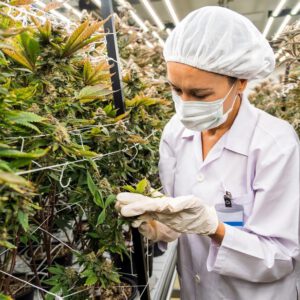 Michigan cannabis processor set to exit receivership under new ownership