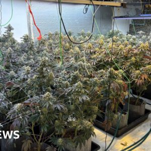 Woman arrested after Peterborough cannabis factory found
